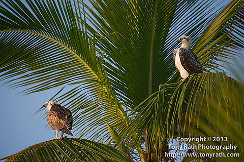 Osprey (Pandion haliaetus) Osprey, South Water Caye, Belize Belize,Osprey,Pandion haliaetus,South Water Caye,bird,birds of prey,caye,fauna,fish Eagle,fishhawk,hunting,island,perch,raptor,seahawk,wildlife