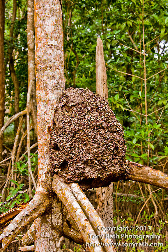 Termite Nest, Belize Known as white ants,termites usually prefer to feed on dead plant material, generally in the form of wood, leaf litter or soil, Belize,crawl,feed,feeding,insect,pest,termite nest,termites,white ants