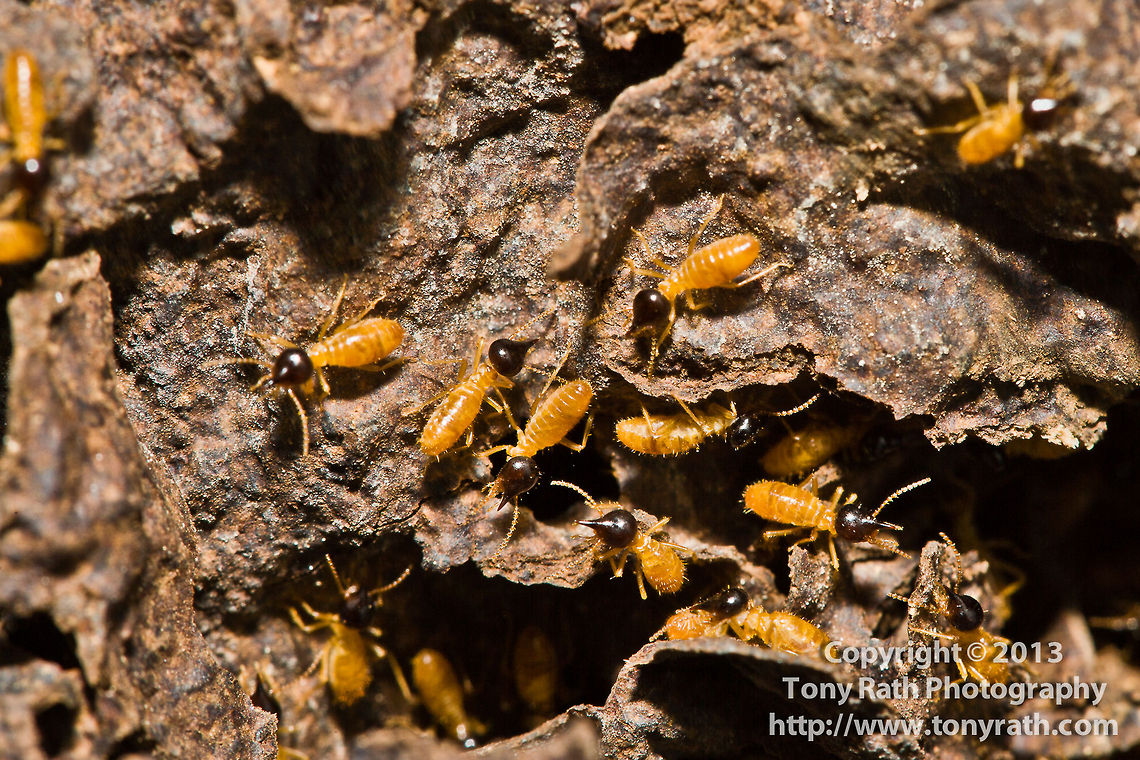 Termites, Belize Known as white ants,termites usually prefer to feed on dead plant material, generally in the form of wood, leaf litter or soil, Belize,Mangroves,crawl,feed,feeding,insect,pest,termite nest,termites,white ants