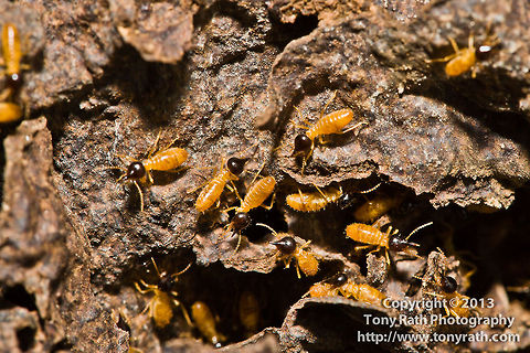 Termites, Belize Known as white ants,termites usually prefer to feed on dead plant material, generally in the form of wood, leaf litter or soil, Belize,Mangroves,crawl,feed,feeding,insect,pest,termite nest,termites,white ants