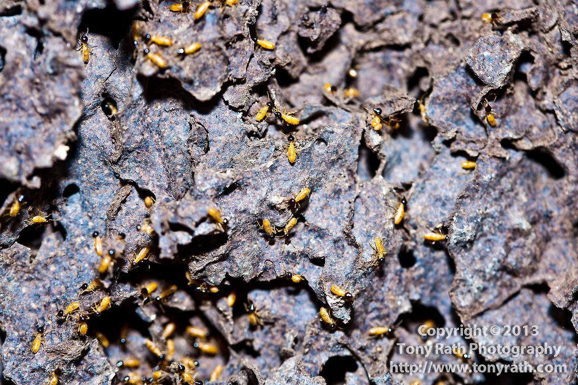 Termites, Belize Known as white ants,termites usually prefer to feed on dead plant material, generally in the form of wood, leaf litter or soil, Belize,Mangroves,crawl,feed,feeding,insect,pest,termite nest,termites,white ants