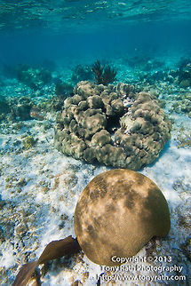 Brain Coral, South Water Caye, Belize  Belize