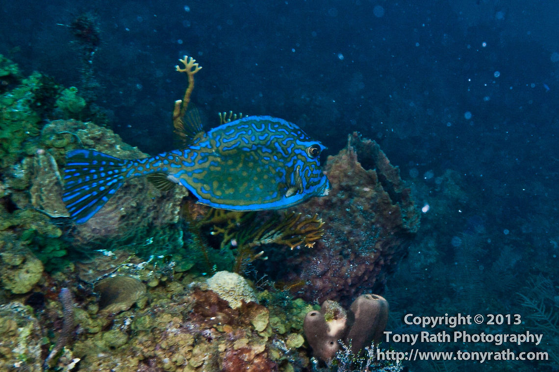 Scrawled Cowfish Acanthostracion quadricomis Acanthostracion quadricornis,Belize,Scrawled Cowfish