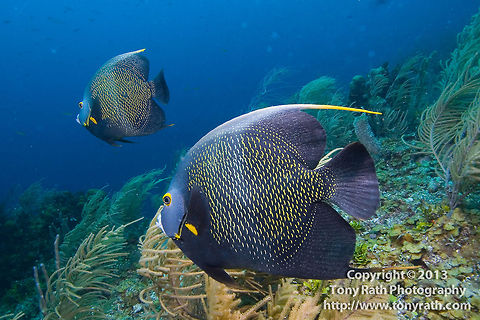 French Angelfish French Angelfish, South Water Caye, Belize Belize,French Angelfish,Pomacanthus paru