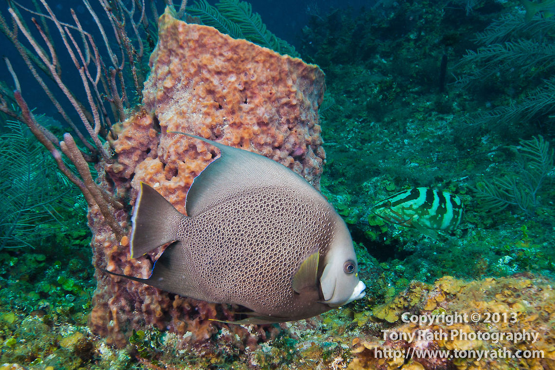 Grey Angelfish Grey Angelfish, South Water Caye, Belize Angelfish,Belize,Caribbean,Geotagged,Grey Angelfish,Pterophyllum altum,coral,fish,marine animals,marine life,reef,sea,tropical,underwater