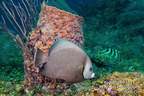 Grey Angelfish Grey Angelfish, South Water Caye, Belize Angelfish,Belize,Caribbean,Geotagged,Grey Angelfish,Pterophyllum altum,coral,fish,marine animals,marine life,reef,sea,tropical,underwater