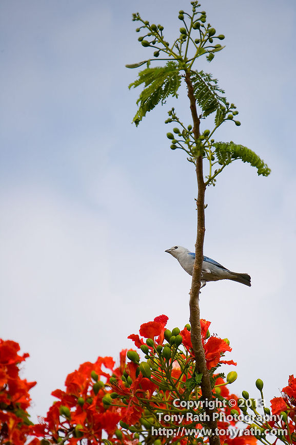 Blue-gray Tanager in Flamboyent tree Blue Tanager in Flamboyent tree, Ecumenical Junior College, Dangriga, Belize Belize,Blue-gray Tanager,Dangriga,Ecumenical,Flamboyent tree,Flowers,Thraupis episcopus,attractive,beautiful,beauty,bird,bloom,blossoms,blossums flowers,branches,bright,ecumenical junior college,flora,green,leaves
