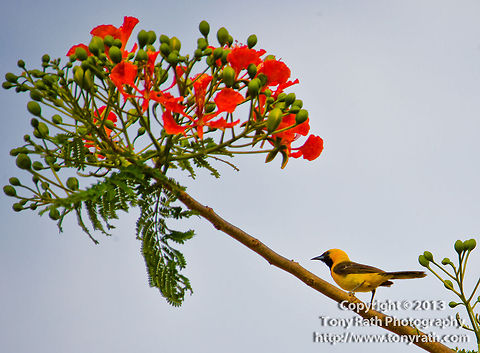 Oriole Oriole on flamboyent tree, Dangriga, Belize Belize,Delonix regia,Flamboyant Tree,Flamboyent tree,blossums flowers,oriole