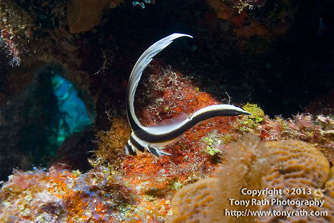 Spotted Drum (Equetus punctatus) Spotted drum, Equetus punctatus, South Water Caye, Belize Belize,Dangriga,Equetus punctatus,Spotted Drum,fish,spotted drum