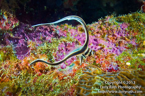 Spotted Drum (Equetus punctatus) Spotted drum, Equetus punctatus, South Water Caye, Belize Belize,Equetus punctatus,Spotted Drum,fish,spotted drum