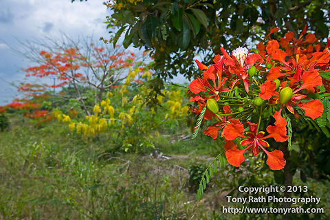Flamboyent tree in Belize Flamboyent tree on Southern Highway, Maya Center, Belize Belize,Delonix regia,Flamboyent tree,Flowers,Geotagged