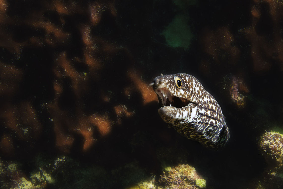 Spotted Moray Eel, South Water Caye, Belize Spotted moray eels love the nooks and crannies of the coral reef, South Water Caye, Belize Barrier Reef, Belize Belize,South Water Caye,coral reef,moral eel