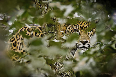 Jaguar The jaguar is found throughout Belize's tropical forests and is the largest wildcat in Central America. Belize,Mammalia,jaguar,predator,wildcat