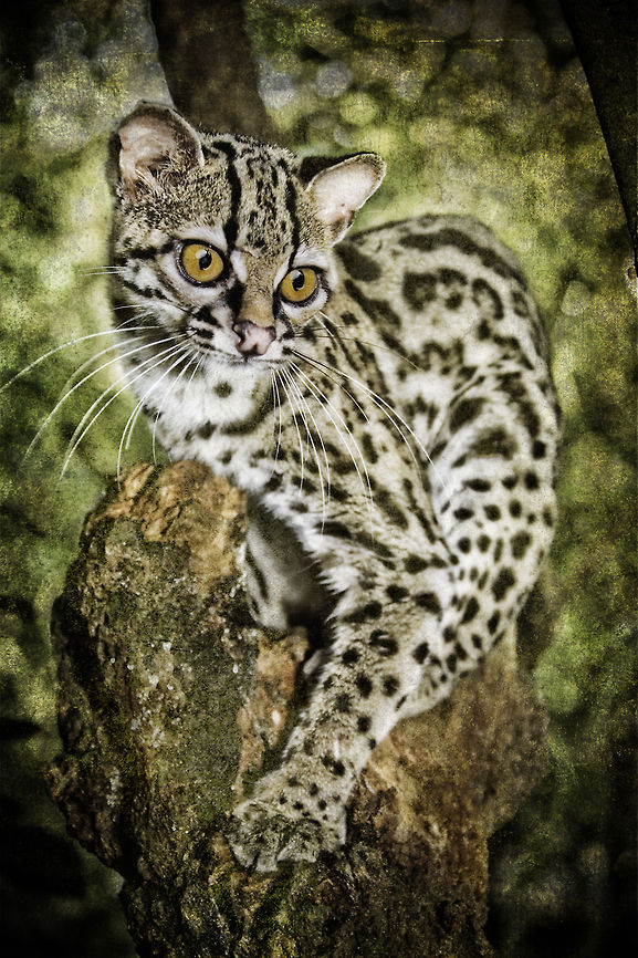 Margay The margay is one of Belize&#039;s smallest wildcats, and with the large eyes is mainly nocturnal, living in the canopy of the tropical forests. Belize,Wildcat,jungle,margay