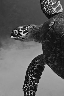 Loggerhead Turtle The loggerhead turtle feeds off the Belize Barrier Reef and lays its eggs on the coral sand islands dotted along the coastline, South Water Caye, Belize Belize,Loggerhead sea Turtle,Sea Turtle,South Water Caye,Turtle
