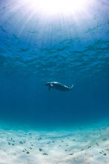 Manatee Belize has a very healthy population of manatees, feeding on the rich seagrasses along the coast, Belize Belize,Caye Caulker,Trichechus manatus,West Indian Manatee,manatee,underwater
