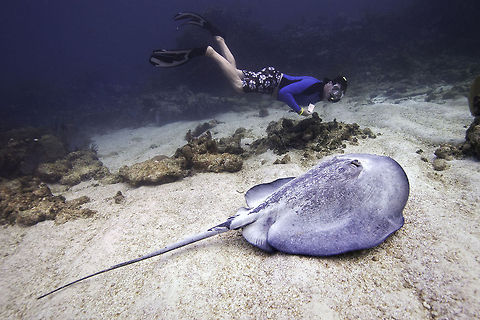 Southern Stingray (Dasyatis americana) Southern Stingray (Dasyatis americana), South Water Caye, Belize Belize,Caribbean,Caribbean Sea,Dasyatidae,Dasyatis americana,Diving,SCUBA,South Water Caye,Southern Stingray,Thalassia,activities