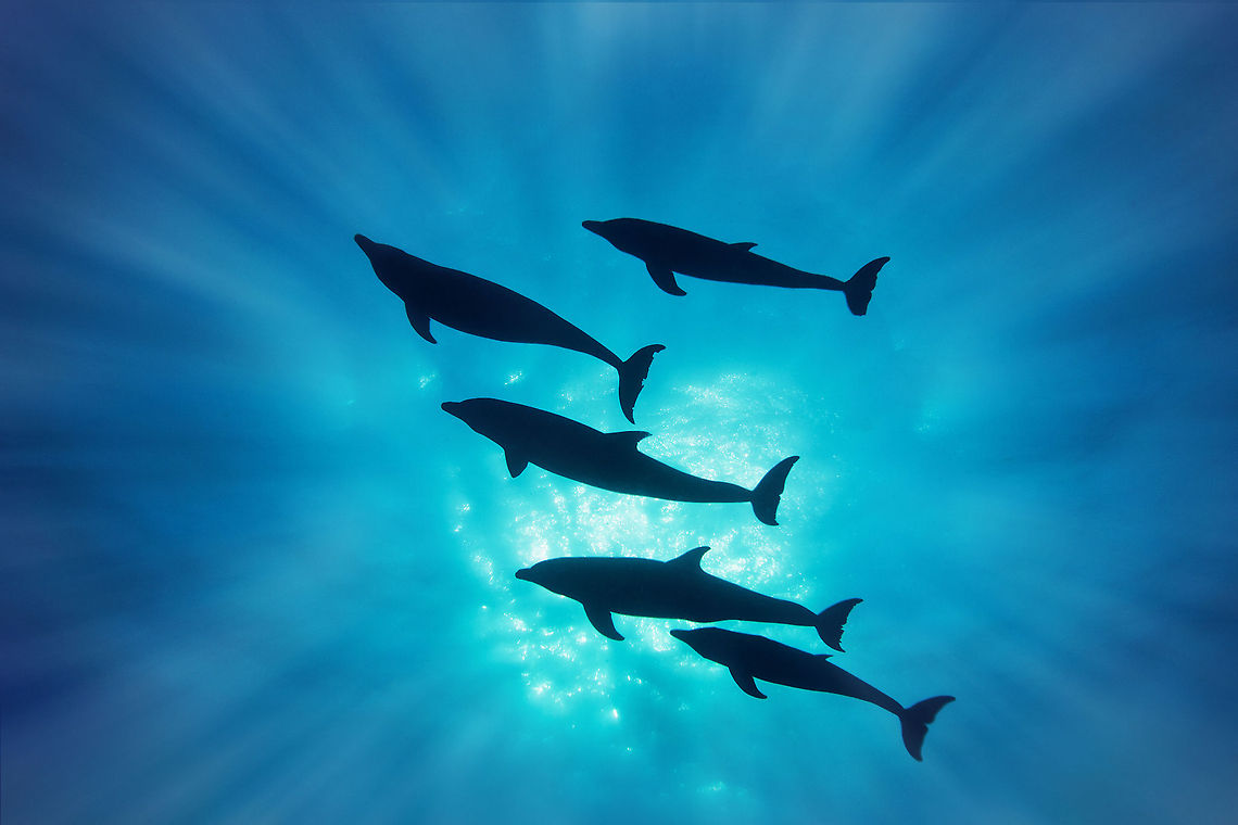 Bottle-nose Dolphins Bottle-nose dolphin, Gladden Spit, Belize Belize,Diving,SCUBA,bottle-nose dolphin,whale shark diving