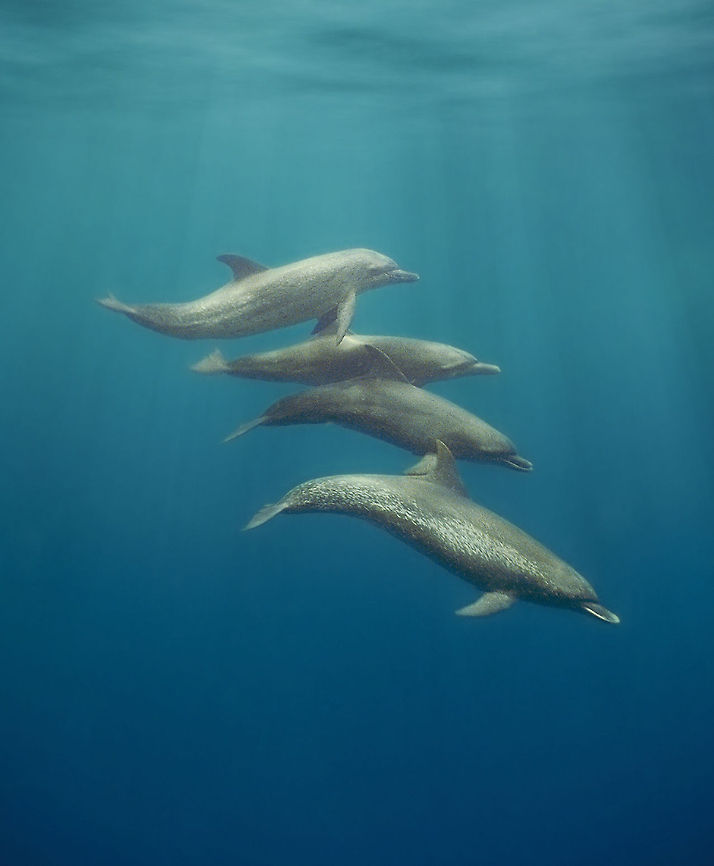 Bottle-nose Dolphins Bottle-nosed dolphin, Tursiops truncatus, swimming off Long Coco Caye, Placencia, Stann Creek District, Belize Belize,Tursiops truncatus,Underwater,bottle-nose dolphin,dolphins,mammals,marine animals,swimming