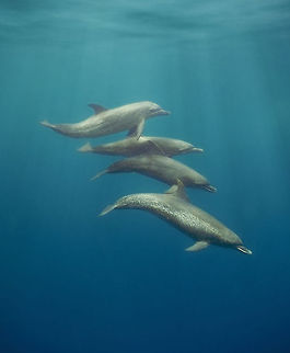 Bottle-nose Dolphins Bottle-nosed dolphin, Tursiops truncatus, swimming off Long Coco Caye, Placencia, Stann Creek District, Belize Belize,Tursiops truncatus,Underwater,bottle-nose dolphin,dolphins,mammals,marine animals,swimming