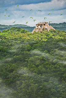 Parakeets over Belize Jungle A flock of parakeets fly over the Belize Junglewith the Maya site of Xunantunich in the background, Belize Belize,Maya,Xunantunich,jungle,parakeets,tropical forest