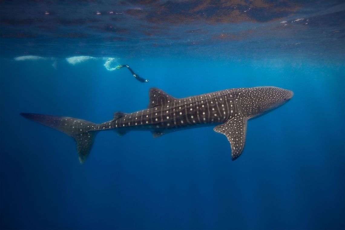 Whale Shark diving Whale Shark (Rhincodon typus) diving at Gladden Spit, Belize Belize,Gladden Spit,Oceans,Rhincodon typus,SCUBA,Silk Cayes,cartilaginous fish,marine life,sea life,whale shark