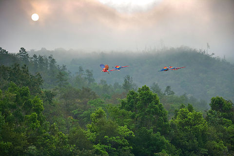 Scarlet Macaws in Belize Scarlet macaws over tropical forest, Belize Belize,Cayo,Mountain Pine Ridge,Quacamayo bridge,Scarlet Macaw,Sunrise,beautiful,clouds,composite,dawn