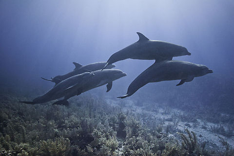Pod of Bottle-nose Dolphins Bottle-nose dolphins, Gladden Spit, Belize Belize,Diving,SCUBA,bottle-nose dolphin,dolphins,whale shark diving