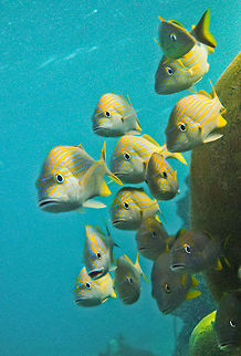 School of grunts School of grunts, South Water Caye, Stann Creek District, Belize Belize,Blue striped grunt,Dangriga,Haemulon sciurus,coral,fish,grunts,marine animals,reef,school of fish