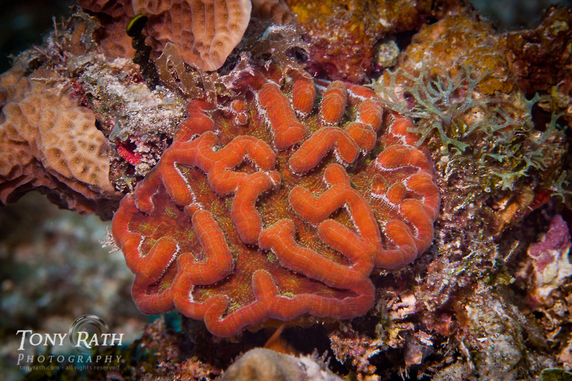 Cactus Coral Cactus Coral, South Water Caye, Belize Belize,Cactus Coral,South Water Caye,coral