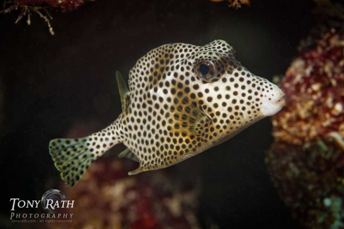 Spotted Trunkfish Spotted Trunkfish, South Water Caye, Belize Belize,Boxfish,Fish,Lactophrys bicaudalis,South Water Caye,Spotted Trunkfish