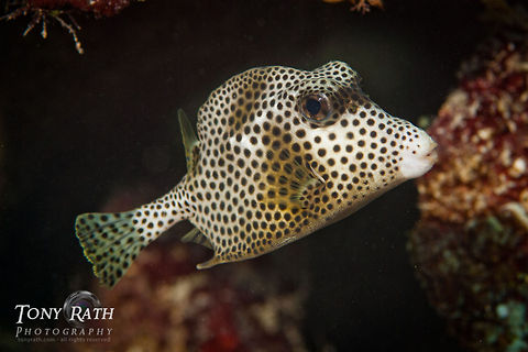 Spotted Trunkfish Spotted Trunkfish, South Water Caye, Belize Belize,Boxfish,Fish,Lactophrys bicaudalis,South Water Caye,Spotted Trunkfish