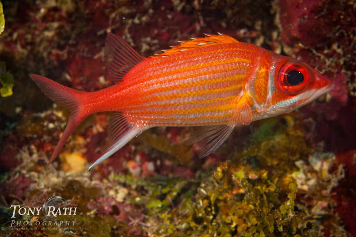 Longspine Squirrelfish Longspine Squirrelfish, South Water Caye, Belize Belize,Fish,Holocentrus rufus,Longspine Squirrelfish,South Water Caye