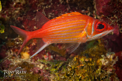 Longspine Squirrelfish Longspine Squirrelfish, South Water Caye, Belize Belize,Fish,Holocentrus rufus,Longspine Squirrelfish,South Water Caye