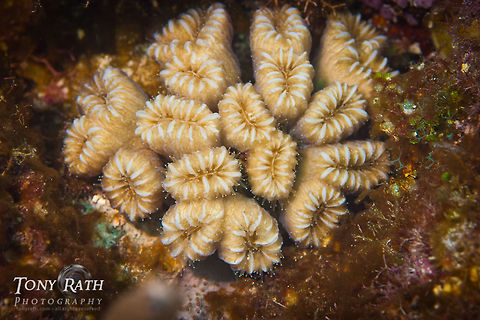 Flower Coral in Belize Flower Coral, South Water Caye, Belize Belize,Flower Coral,South Water Caye,coral