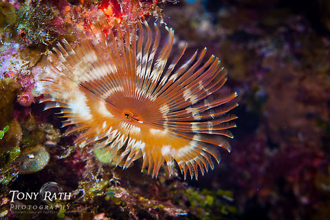Split-crown Feather Duster Split-crown Feather Duster, South Water Caye, Belize Anamobaea onstedii,Anamobaea orstedii,Belize,South Water Caye,Split crowned Feather Duster,Split-crown feather duster