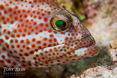 Graysby (Cephalopholis cruentata) Graysby, South Water Caye, Belize Belize,Cephalopholis cruentata,Fish,Graysby,South Water Caye