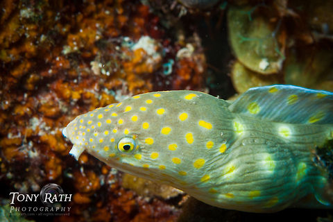 Gold Spotted Eel Sharptail Eel, South Water Caye, Belize Belize,Dangriga,Gold Spotted Eel,Myrichthys breviceps