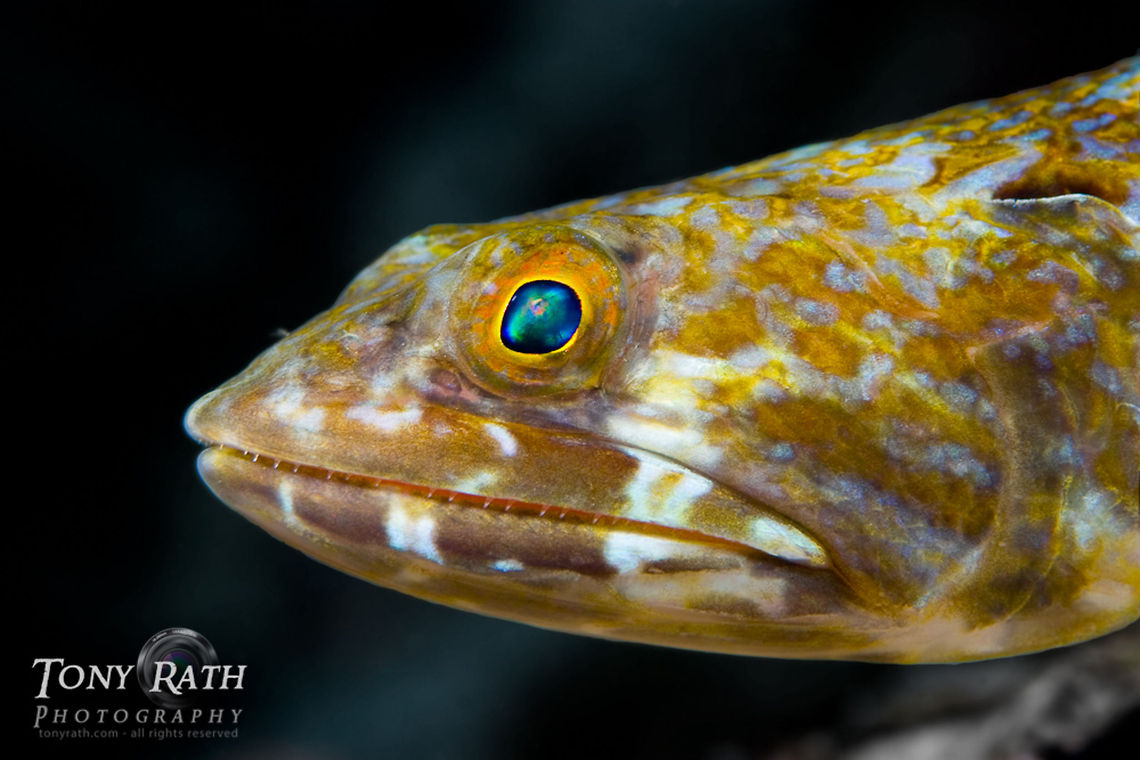 Sand Diver (Lizard Fish) Sand Diver, South Water Caye Marine Reserve, Stann Creek District, Belize Belize,Dangriga,Lizardfish,Synodontadae,bottom dweller,fish,marine animals,tropical,underwater
