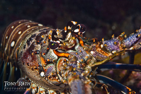 Lobster closeup Lobster off South Water Caye, Belize Belize,Lobster,Underwater,marine life
