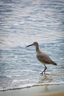 Willet Willet on the shore of the Caribbean Sea, Dangriga, Belize Belize,Birds,Dangriga,Tringa semipalmata,Willet