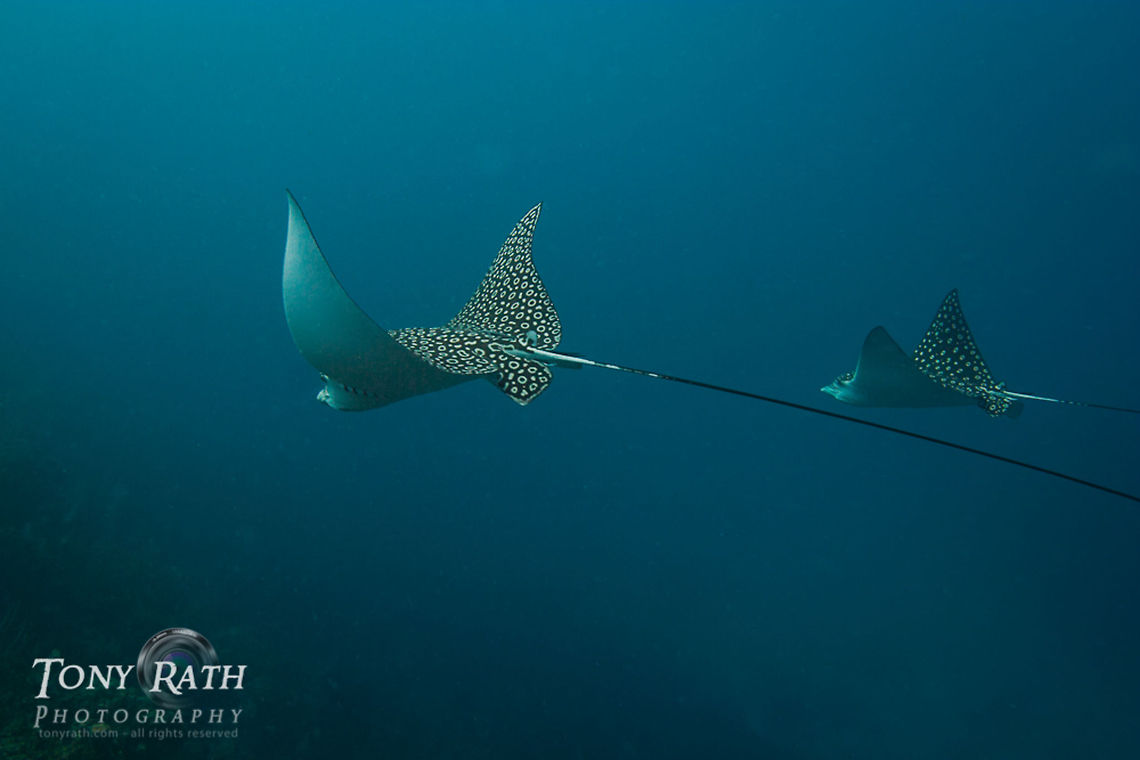 Spotted Eagle Ray Spotted Eagle Ray, South Water Caye, Belize Aetobatus narinari,Belize,South Water Caye,Spotted Eagle Rays,Spotted eagle ray