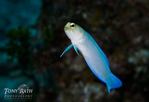Yellowhead jawfish Yellowhead jawfish, South Water Caye, Belize Belize,Caribbean Sea,Dangriga,Opistognathus aurifrons,Yellowhead jawfish,fish,jawfish,marine animals,prey,small