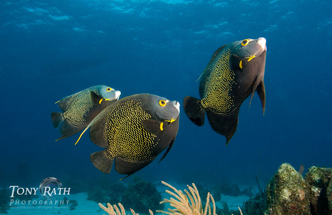 French angelfish at Belize coral reef French angelfish swim above shallow coral reef, Belize Barrier reef, Stann Creek District, Belize Belize,Caribbean Sea,Dangriga,French Angelfish,Pomacanthus paru,Shallow Reef,coral reef,fish,marine animals,reef