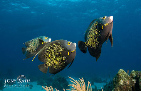 French angelfish at Belize coral reef French angelfish swim above shallow coral reef, Belize Barrier reef, Stann Creek District, Belize Belize,Caribbean Sea,Dangriga,French Angelfish,Pomacanthus paru,Shallow Reef,coral reef,fish,marine animals,reef