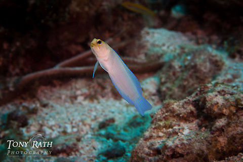 Yellowhead Jawfish in Belize Yellowhead Jawfish, South Water Caye, Belize Belize,Fish,Opistognathus aurifrons,South Water Caye,Yellow-headed jawfish,Yellowhead Jawfish