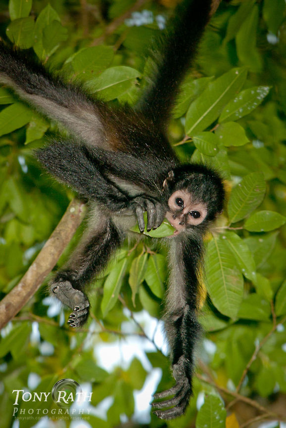 Spider Monkey Spider Monkey, Chan Chich, Belize Ateles geoffroyi,Belize,Chan Chich,Dangriga,Geoffroys spider monkey,Spider Monkey
