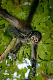 Spider Monkey Spider Monkey, Chan Chich, Belize Ateles geoffroyi,Belize,Chan Chich,Dangriga,Geoffroys spider monkey,Spider Monkey