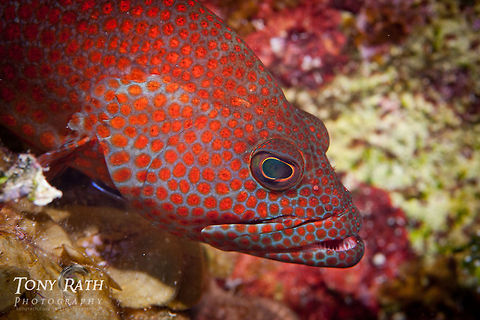 Graysby in Belize Graysby, South Water Caye, Belize Belize,Cephalopholis cruentata,Fish,South Water Caye