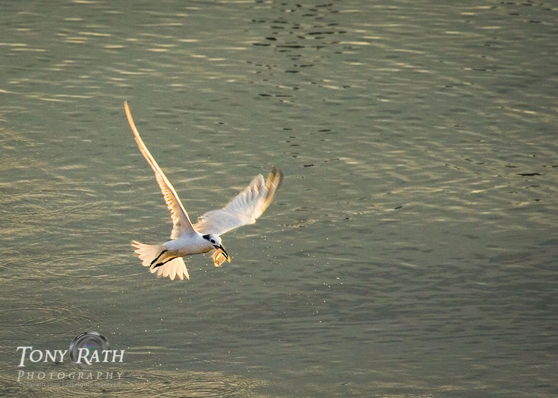 Tern, Dangriga, Belize Tern fishing off coast, Stann Creek District, Belize Belize,Caribbean,Dangriga,Sandwich tern,Thalasseus sandvicensis,birds,coast,coastal,fishing,flight,hunting,sea